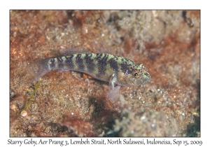 Starry Goby