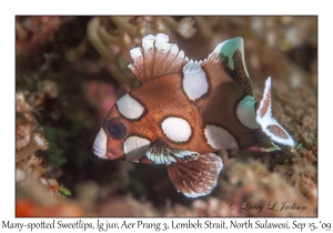 Many-spotted Sweetlips