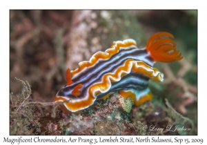 Magnificent Chromodoris