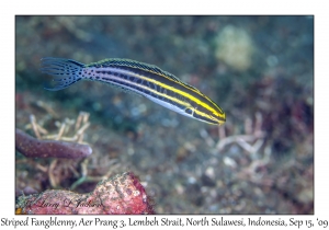 Striped Fangblenny