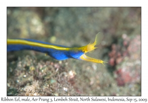 Ribbon Eel