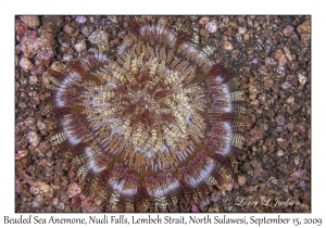 Beaded Sea Anemone