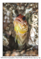 Yellowbarred Jawfish