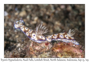 Tryon's Hypselodoris