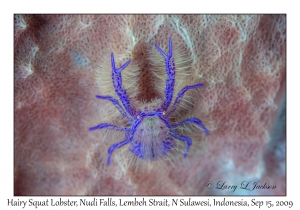 Hairy Squat Lobster