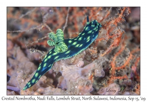 Crested Nembrotha