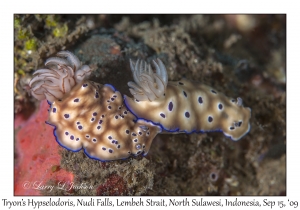 Tryon's Hypselodoris