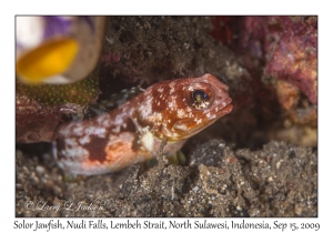 Solor Jawfish