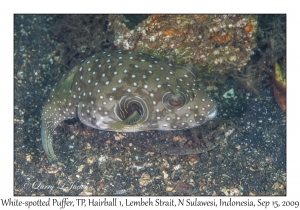 White-spotted Puffer