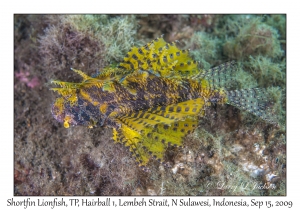 Shortfin Lionfish