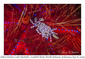 Zebra Urchin Crab