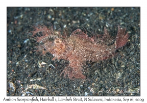 Ambon Scorpionfish