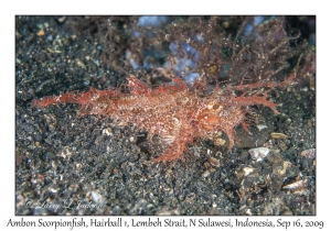 Ambon Scorpionfish