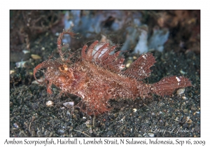 Ambon Scorpionfish