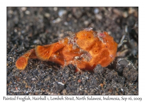 Painted Frogfish