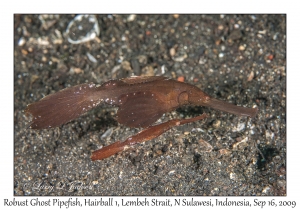 Robust Ghost Pipefish