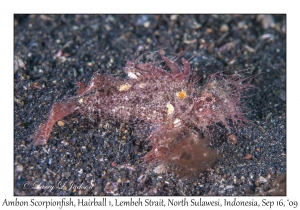 Ambon Scorpionfish