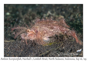 Ambon Scorpionfish