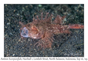 Ambon Scorpionfish