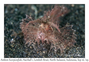 Ambon Scorpionfish