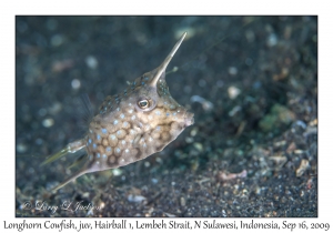 Longhorn Cowfish