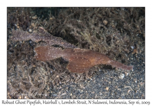 Robust Ghost Pipefish