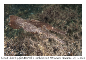 Robust Ghost Pipefish