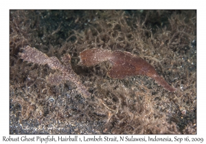 Robust Ghost Pipefish