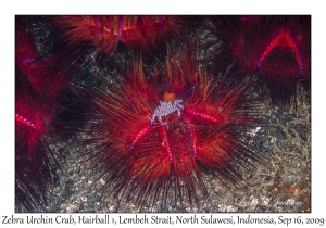 Zebra Urchin Crab