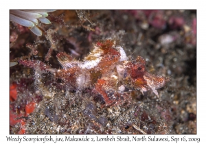 Weedy Scorpionfish