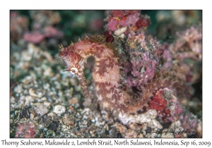 Thorny Seahorse