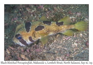 Black-blotched Porcupinefish