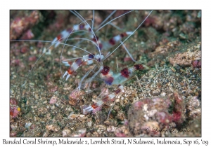 Banded Coral Shrimp