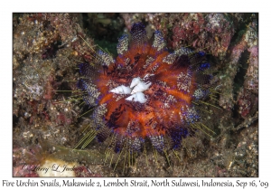 Fire Urchin Snails