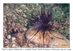 Red Lionfish