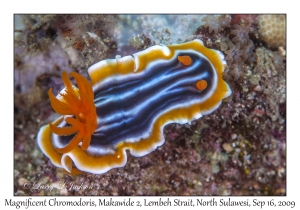 Magnificent Chromodoris