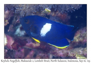 Keyhole Angelfish