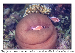 Magnificent Sea Anemone