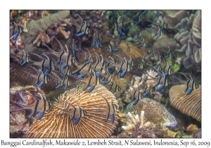 Banggai Cardinalfish