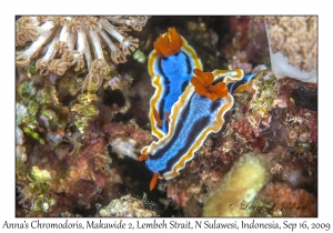 Anna's Chromodoris