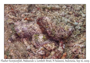 Flasher Scorpionfish