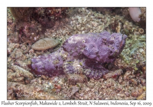 Flasher Scorpionfish