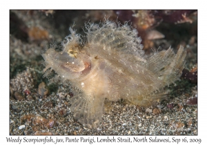 Weedy Scorpionfish