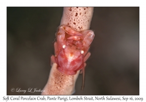 Soft Coral Porcelain Crab