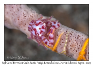 Soft Coral Porcelain Crab