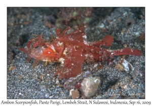 Ambon Scorpionfish