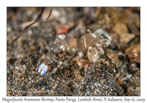 Magnificent Anemone Shrimp