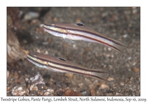 Twostripe Gobies