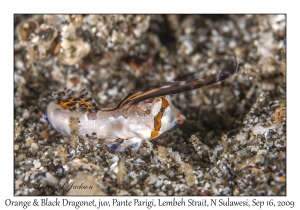 Orange & Black Dragonet