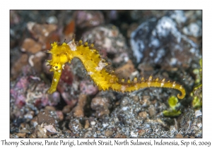 Thorny Seahorse